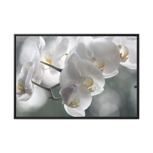 Orchids Elegant  Framed Canvas