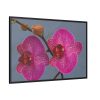 Pink Moth Orchid Framed Canvas