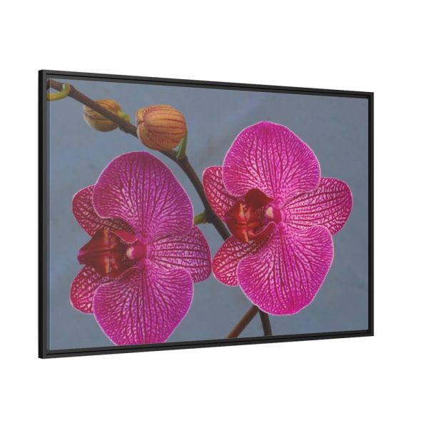 Pink Moth Orchid Framed Canvas