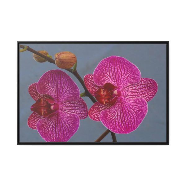 Pink Moth Orchid Framed Canvas