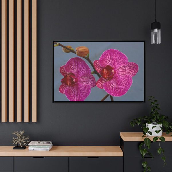 Pink Moth Orchid Framed Canvas