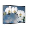 White Flower Framed Canvas