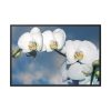 White Flower Framed Canvas