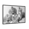 88289-250.jpg Orchid Meadow Framed Canvas