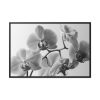 88289-251.jpg Orchid Meadow Framed Canvas