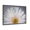 88289-255.jpg White Daisy Framed Canvas