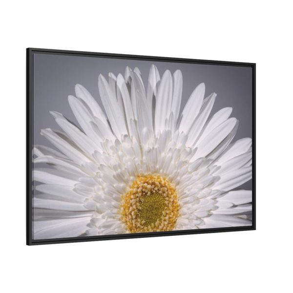 88289-255.jpg White Daisy Framed Canvas