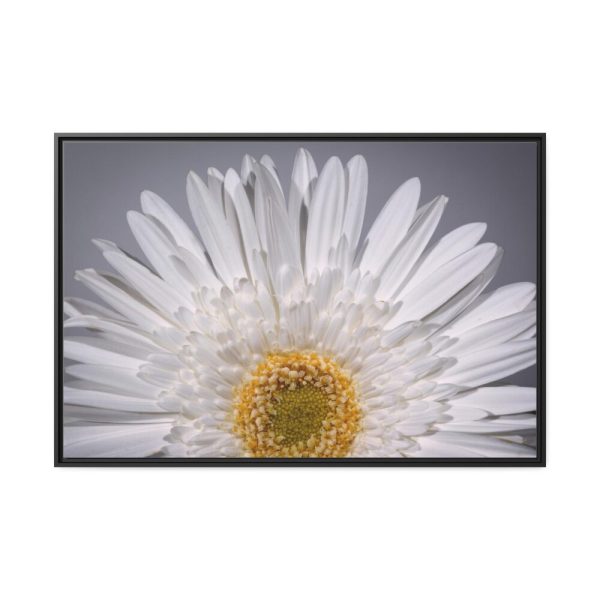 88289-256.jpg White Daisy Framed Canvas