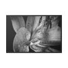 Black and White  Framed Canvas