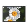 88289-261.jpg White Daisy Flower Framed Canvas