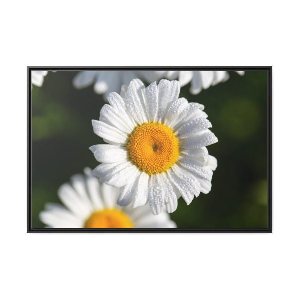 88289-261.jpg White Daisy Flower Framed Canvas
