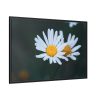 88289-270.jpg Wild Daisy Framed Canvas