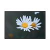 88289-271.jpg Wild Daisy Framed Canvas