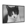 Bicolor Cat Framed Canvas