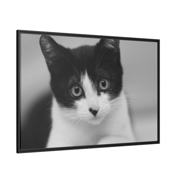 Bicolor Cat Framed Canvas