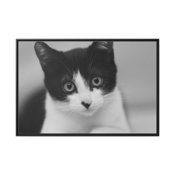 Bicolor Cat Framed Canvas