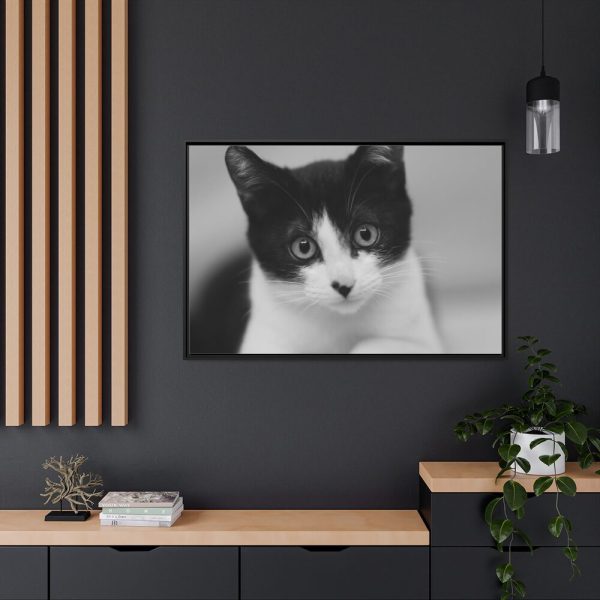 Bicolor Cat Framed Canvas