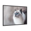 Closeup of a Blue Eyed Cat Framed Canvas