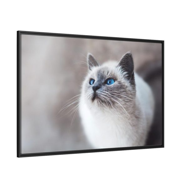 Closeup of a Blue Eyed Cat Framed Canvas