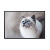 Closeup of a Blue Eyed Cat Framed Canvas