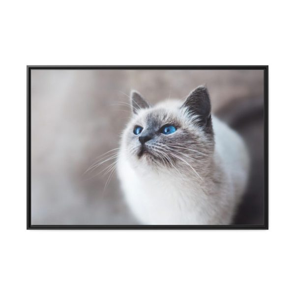 Closeup of a Blue Eyed Cat Framed Canvas