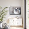 Closeup of a Blue Eyed Cat Framed Canvas