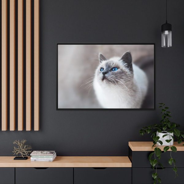 Closeup of a Blue Eyed Cat Framed Canvas
