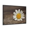 88289-335.jpg Daisy Family Framed Canvas
