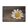 88289-336.jpg Daisy Family Framed Canvas