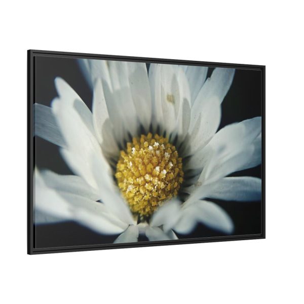 88289-345.jpg Daisy Pollen Framed Canvas