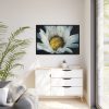 88289-348.jpg Daisy Pollen Framed Canvas