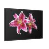 Tiger Lily Flower Framed Canvas
