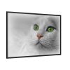 88289-370.jpg Beautiful Cat with Green Eyes Framed Canvas