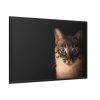 88289-375.jpg Cute Cat with Blue Eyes Framed Canvas