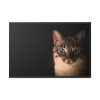 88289-376.jpg Cute Cat with Blue Eyes Framed Canvas