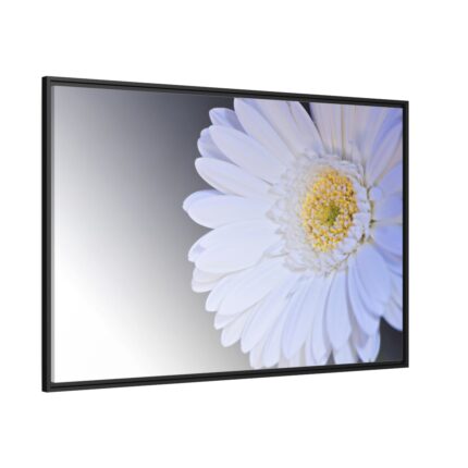 White Gerbera Framed Canvas