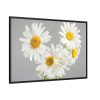 White Daisy Bloom Framed Canvas