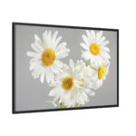 White Daisy Bloom Framed Canvas