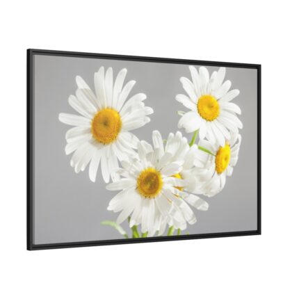 White Daisy Bloom Framed Canvas