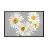 White Daisy Bloom Framed Canvas