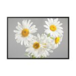 White Daisy Bloom Framed Canvas - Image 2