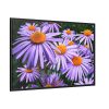 88289-400.jpg Wild Flower Framed Canvas