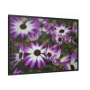 88289-405.jpg Purple Garden Cosmos Framed Canvas