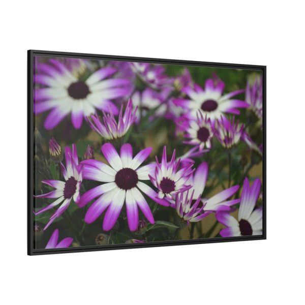88289-405.jpg Purple Garden Cosmos Framed Canvas