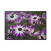 88289-406.jpg Purple Garden Cosmos Framed Canvas