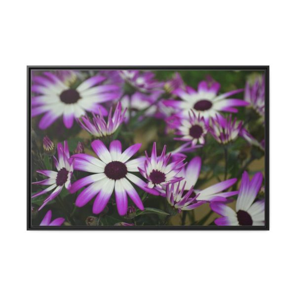 88289-406.jpg Purple Garden Cosmos Framed Canvas