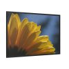 88289-410.jpg Daisy Gerbera Framed Canvas