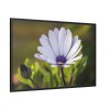 88289-430.jpg Herbaceous Plant Framed Canvas