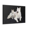 88289-45.jpg White Swiss Shepherds Framed Canvas