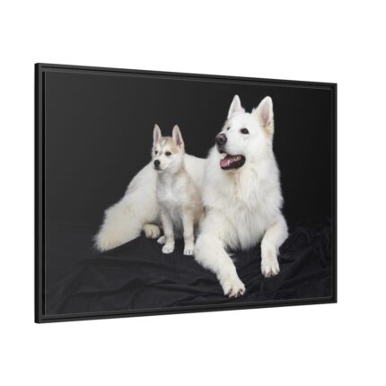 White Swiss Shepherds Framed Canvas